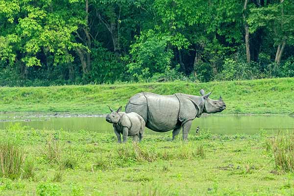 Assam - Meghalaya Tour Package (6 Days) — photo 2